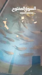  16 حوض سمك