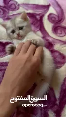  4 ماشاء الله تبارك الله كتنز سكوتش ستريت للبيع،،،،،،،،،،،،،،،،،..................