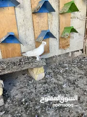  3 طيرة بيض حلوه كلش