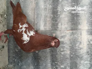  14 متاح  جواز  حمام الماني  كلو شغال جوز بلوني احمر تحته بيض وطيره مزهوراي حمره مع فرخها  وطيره مسوداي