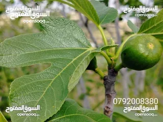  21 مزرعه مع بيت ريفي جاهز حديث مفروش جاهز يصلح مزرعه او سكن ريفي