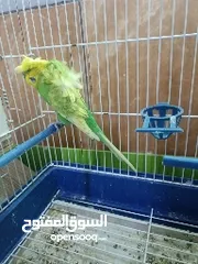  8 جوز عصافير هوقو رومو حبة كبيرة