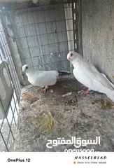  14 11 جوز مساويد، كشامره هومرات محيرات بواز مزهورات اسطنابله