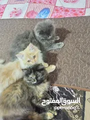  3 قطط للبيع بسعر مغري قابله للتفاوض