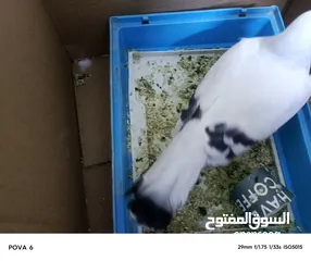  5 حمام للبيع بسعر مناسب قابل للتفاوض في عمان أو اربد للي حاب يتواصل معي وما بقصر نوع شفر