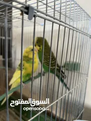  1 جوز حب شغالات وتحتهم بيض