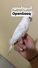  3 للبيع كوكتيل البينو عيون حمرة