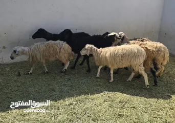  4 جعد عمانيات عشرات ما شاء الله عليهن جعد يتاومن حلوات لتربية  الرأس بالجمله وتنقي