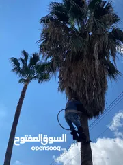  8 فني أشجار النخيل