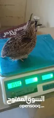  4 بيض فري سوبر جامبو