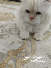  2 قط ذكر شيرازي