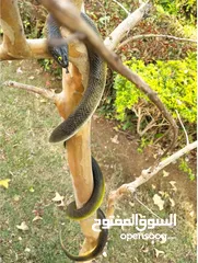  9 مقالب  رعب و نهفات مزح  حشرات دود   و اقعى صرصور و عنكبوت مقلب صدمه مصنعه من السيلكون