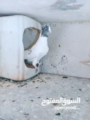  15 جواز نخب اول