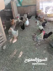  4 دجااج وبط ووز للبيع