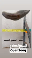  10 سفتي الشبابيك للأطفال