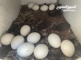  2 ‏للبيع بيض دجاج ما في