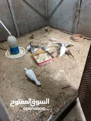  11 حمام ماسي أو ملوكي + كريم أبيض