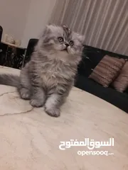  1 قطة انثى سكوتش فولد