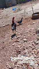  4 يوجد لدينا ديك باكستاني شغال
