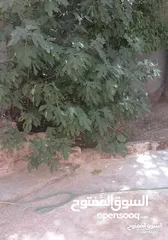  3 السلام عليكم مطلوب شقه للايجار في القويسمة لعائلة صغيرة بسعر مناسب