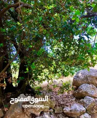  1 اطلاله خلابه1850 م زي