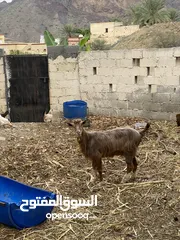  1 شاه لبيع …