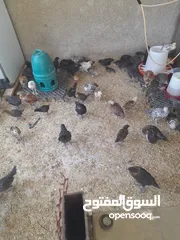  1 جاج بلدي وسط