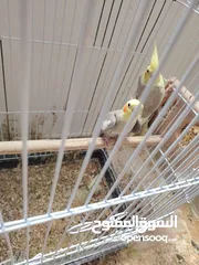  1 مجموعة عصافير للبيع كوم او بدل عفرخ لوري