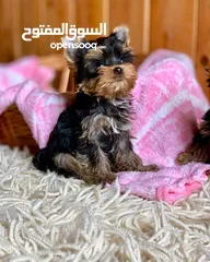  3 Yorkie for adoption. male and female.