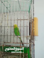  3 جوزين حب ماكنات انتاج بسعر حرق