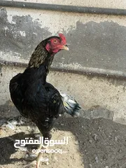  3 للبيع فقط دياكه باكستانيات