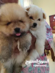  2 كلاب بوميرينيان