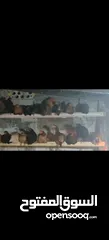  6 ‏دجاج بلدي نخب أول