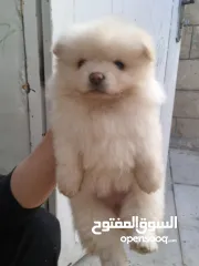  3 بوميريان للبيع