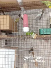  11 طيور للبيع