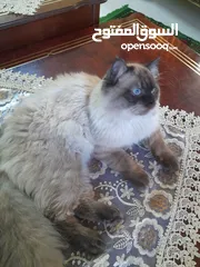  1 قط هملايا شكلت ذكر