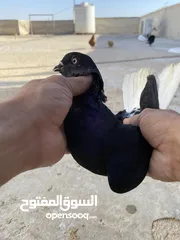  21 كوم حمام للبيع