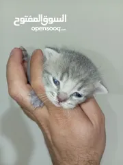  15 قطه كتنز كتن   و بطه عدد 3 بطات   و سلاحف بريه و قطة سيامي كبيره منتجه  تربيه منزليه لقطه كوم هامستر