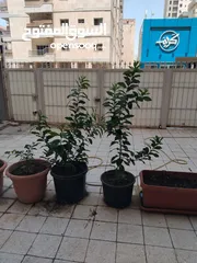  4 حدائق وأشجار  شكله برتقال عمر واحد سنه