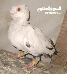  24 حمام جواز بصلات على نبي الحبه ب دينارين واغلبو تحتيو فراخ وبيض