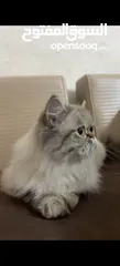  2 قطه هيمالايا