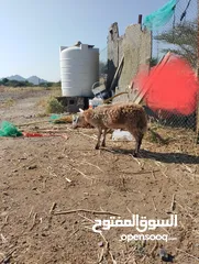  6 للبيع كبش.