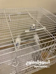  2 Parrot for sale