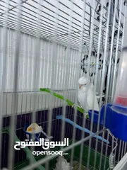  2 طيور حب هوقو رومو