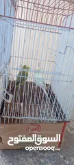  3 عصافير بيروش للبيع مدينة آسفي