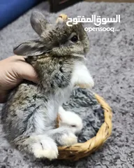  18 أرانب نوع تيدي بير لطيفة جدا