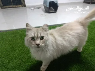  3 قط شيرازي سبيري