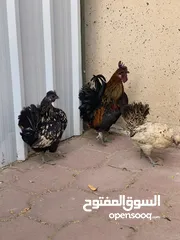  5 للبيع دجاج عربي مميز