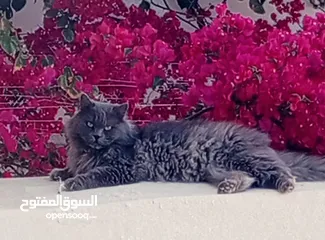  5 قط بريطاني ذو الشعر الطويل(السعر قابل لتفاوض سبب البيع السفر
