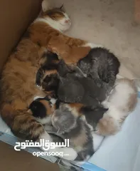  3 قطة مكس شيرازي حنونة وهادية فطمت الكتنز عمرهم شهر ونص فقط الام للتبني الموقع طبربور